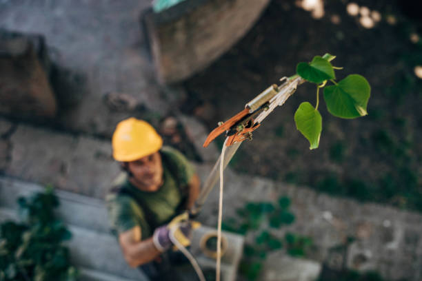 Best Tree Trimming and Pruning  in South Highpoint, FL